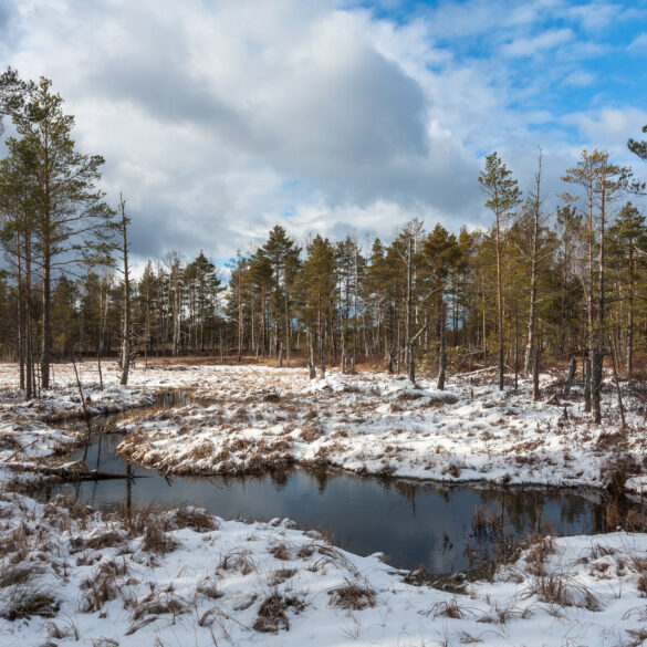 First snowflakes reported in new jersey: here's how much snow to expect during today's storm - photo licensed by shore news network.