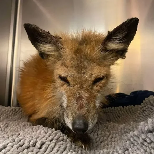 Ziggy the fox rescued after wandering the ice for days in the barnegat bay - photo licensed by shore news network.