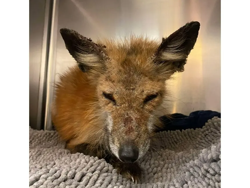 Ziggy the Fox Rescued After Wandering the Ice for Days in the Barnegat Bay