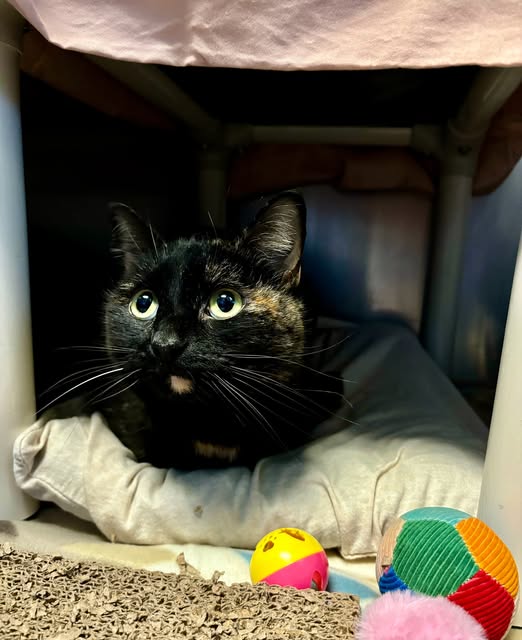 Meet Your New Best Friend: Adoptable Pets at AHS/Popcorn Park Animal Shelter