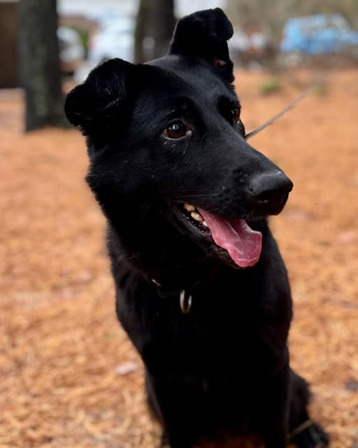 Working dog Crinkles seeks experienced handler for second chance at life