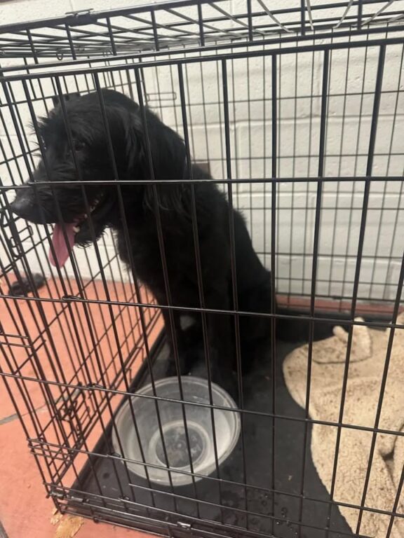 Lost Dog Found in Teaneck: Police Seek Owner