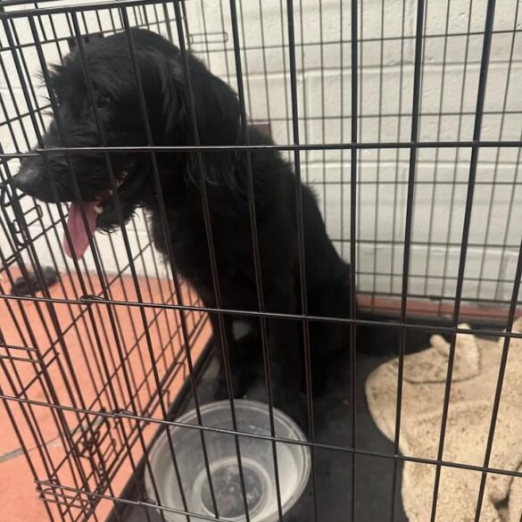 Lost dog found in teaneck: police seek owner - photo licensed by shore news network.