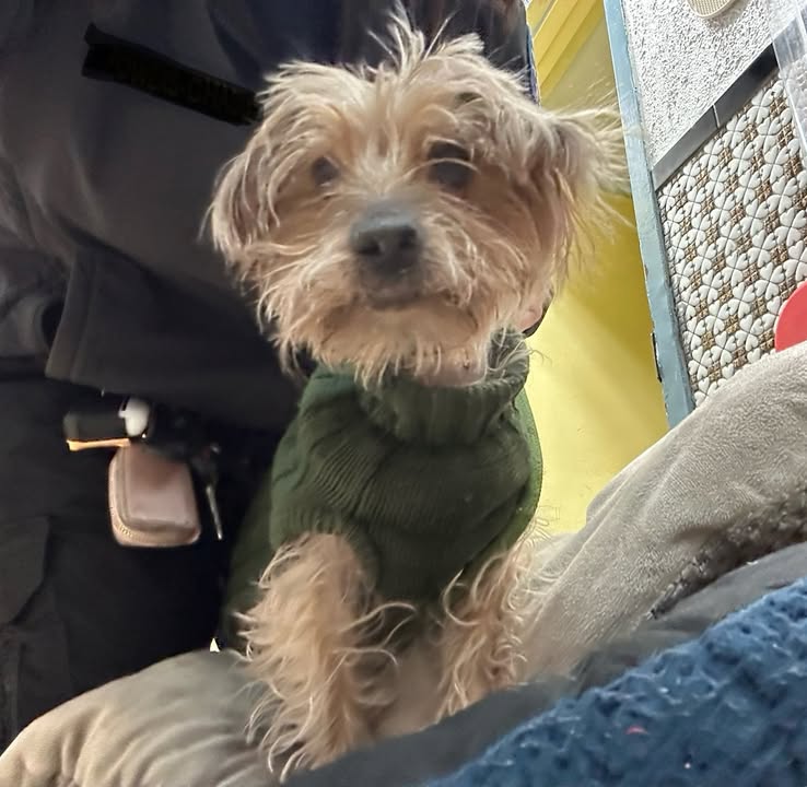 Hillside Police Investigate Abandonment of Dog at Animal Shelter