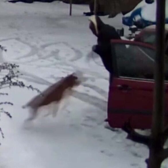 Police confirm dog in viral animal cruelty case is safe and healthy - photo licensed by shore news network.