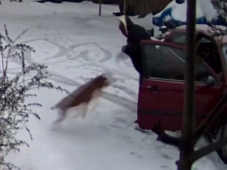 Police confirm dog in viral animal cruelty case is safe and healthy - photo licensed by shore news network.