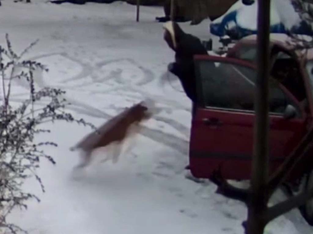 Police Confirm Dog in Viral Animal Cruelty Case Is Safe and Healthy