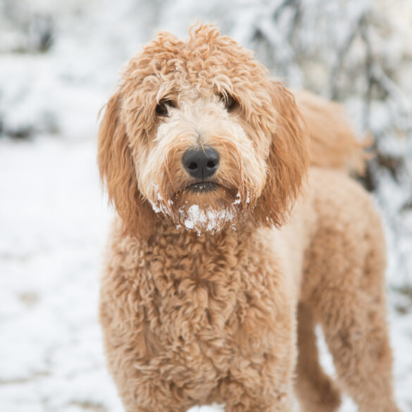 Cranford schools to open on delay thursday due to winter storm - photo licensed by shore news network.