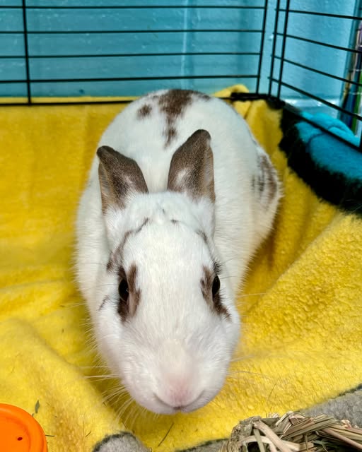 Meet Your New Best Friend: Adoptable Pets at AHS/Popcorn Park Animal Shelter