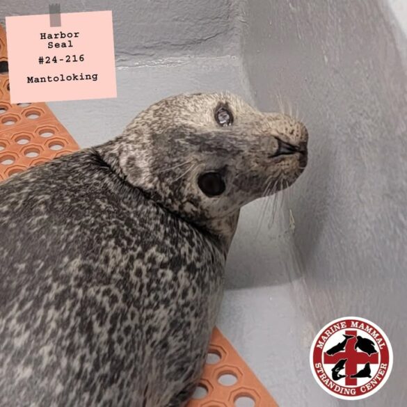 Injured harbor seal rescued in new jersey, now under care at mmsc - photo licensed by shore news network.