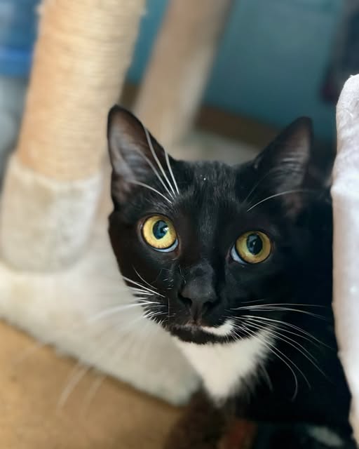 Shy kitten Iris seeks loving home to discover her true potential