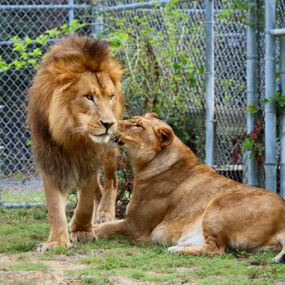 Hail to the king: beloved lion aslan passes away at popcorn park animal refuge - photo licensed by shore news network.