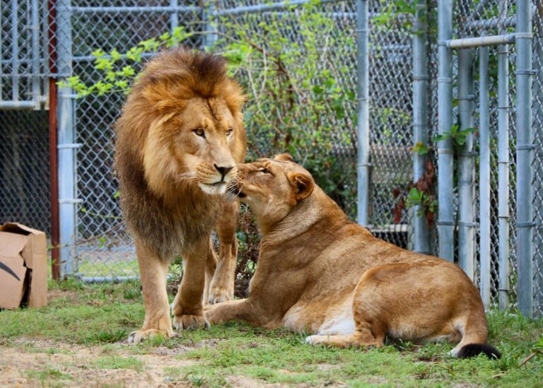 Hail to the king: beloved lion aslan passes away at popcorn park animal refuge - photo licensed by shore news network.