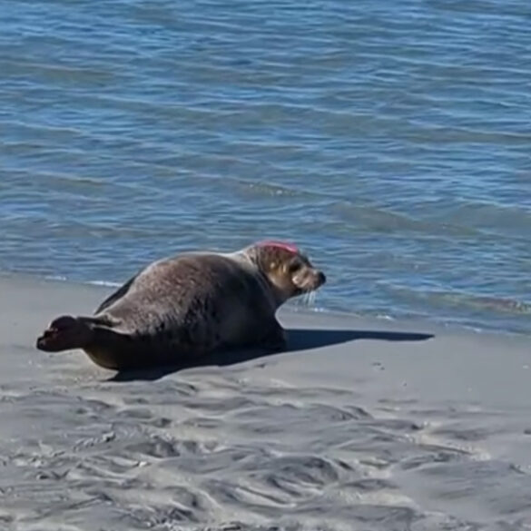 Seal in nj - photo by marine mammal stranding center