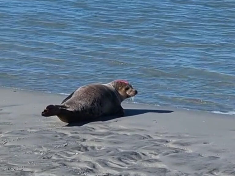 Seal in nj - photo by marine mammal stranding center