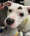 Beloved dog returns to jackson shelter after owner’s death leaves her homeless
