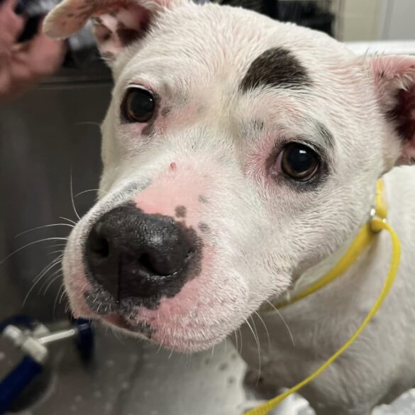 Beloved dog returns to jackson shelter after owner’s death leaves her homeless - photo licensed by shore news network.