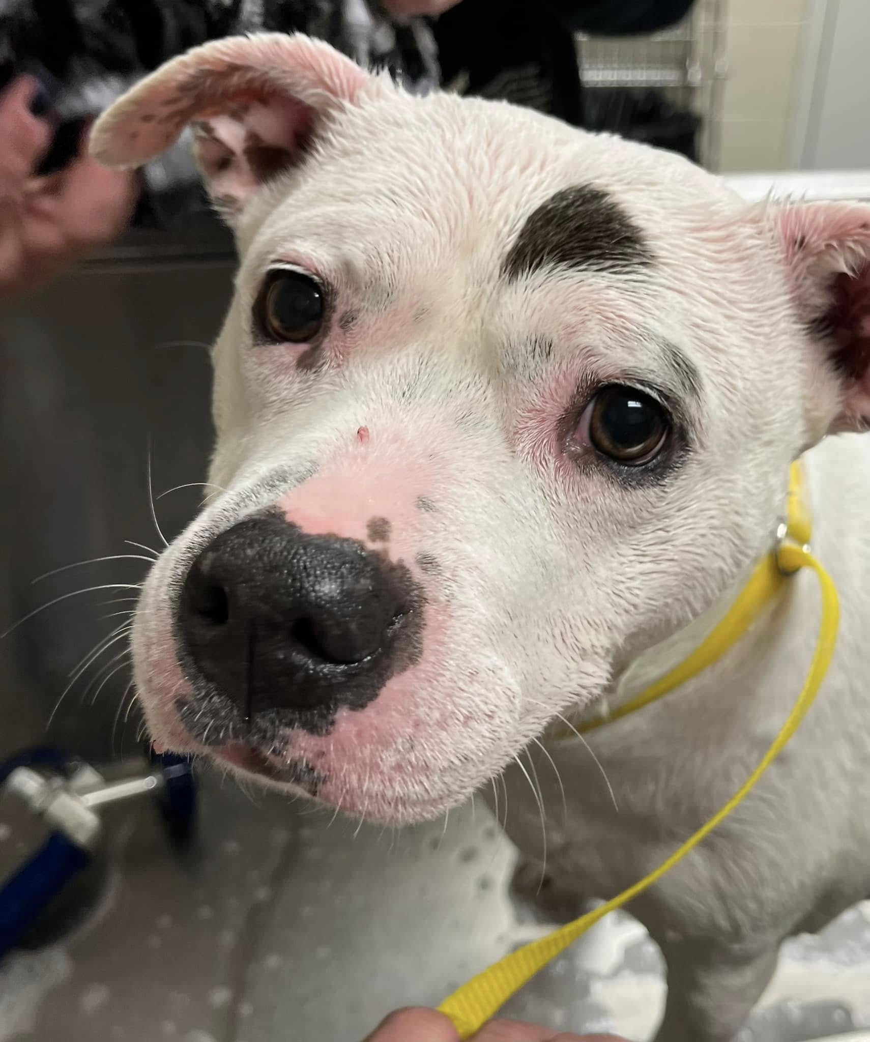 Beloved dog returns to Jackson shelter after owner’s death leaves her homeless