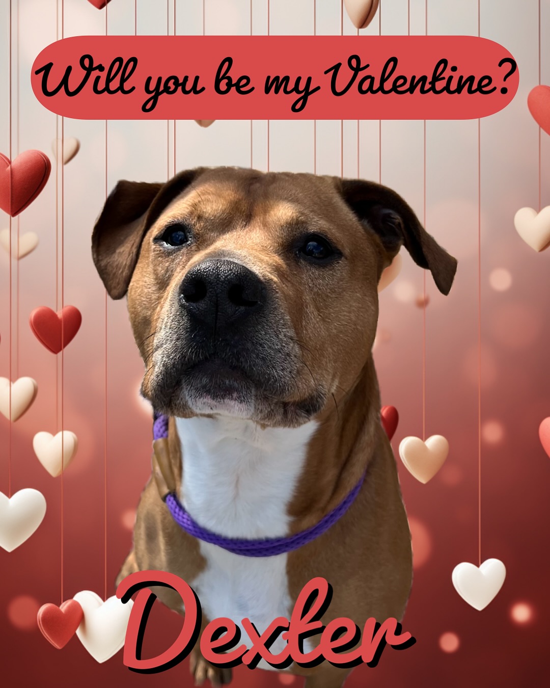 Adopt Dexter: A sweet, loving pup looking for his forever family