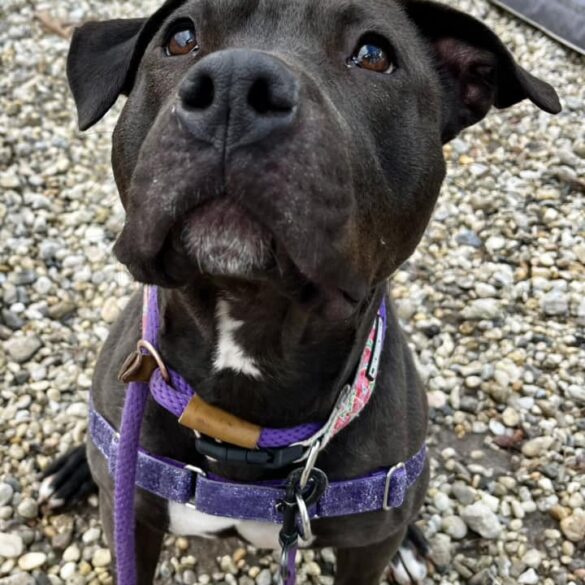 Heartbreaking shelter story: lana’s owners never came back for her - photo licensed by shore news network.