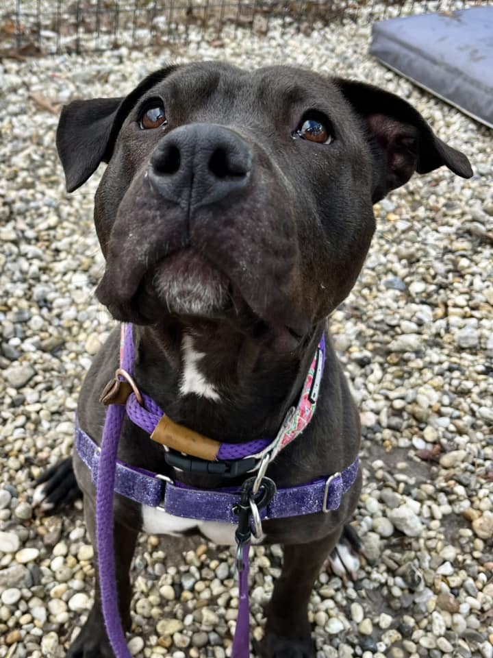 Heartbreaking shelter story: Lana’s owners never came back for her