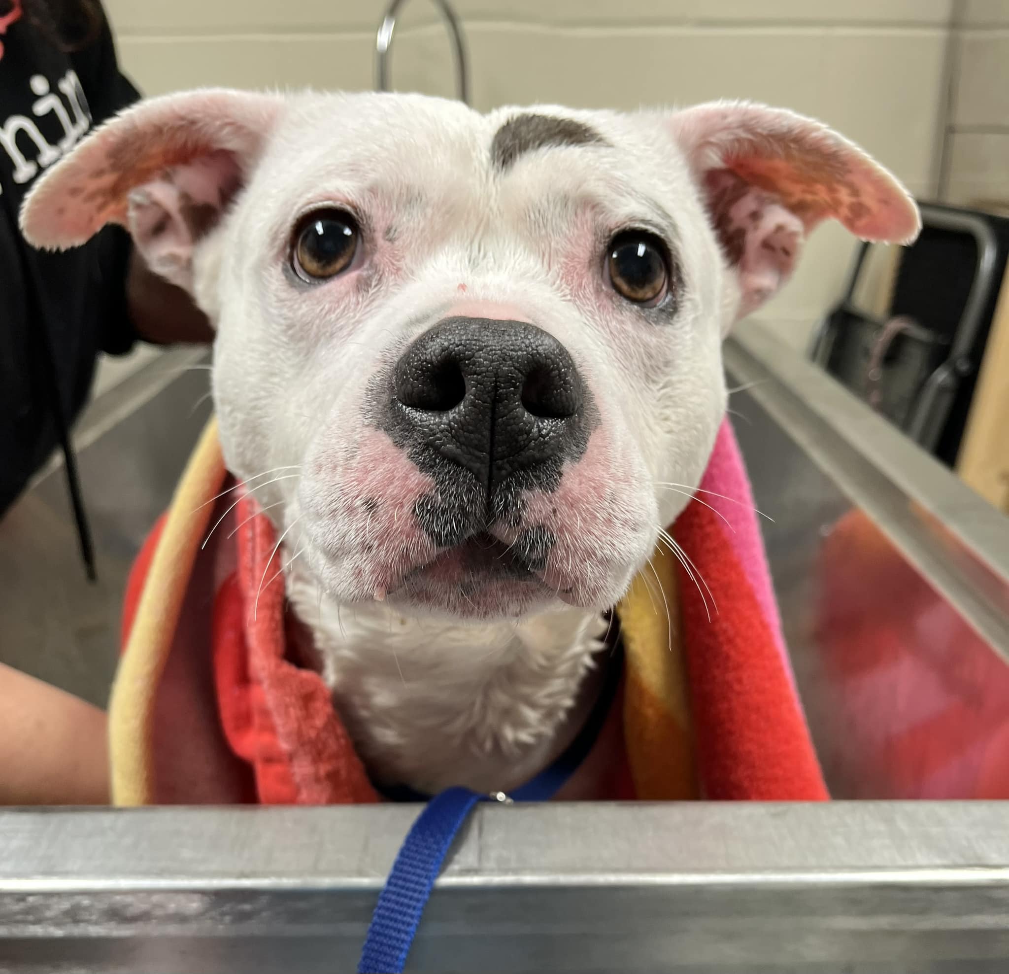 Volunteers rally to find loving home for overlooked 10-year-old dog