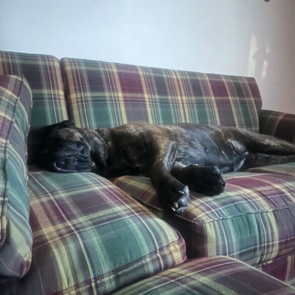 After two years, shelter dog spice girl finds forever home - photo licensed by shore news network.