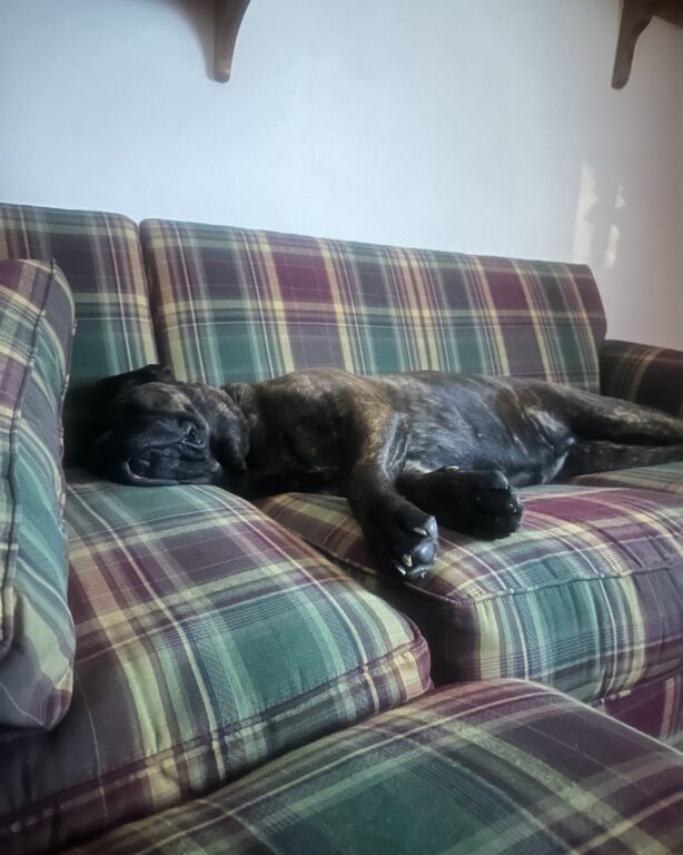After two years, shelter dog Spice Girl finds forever home