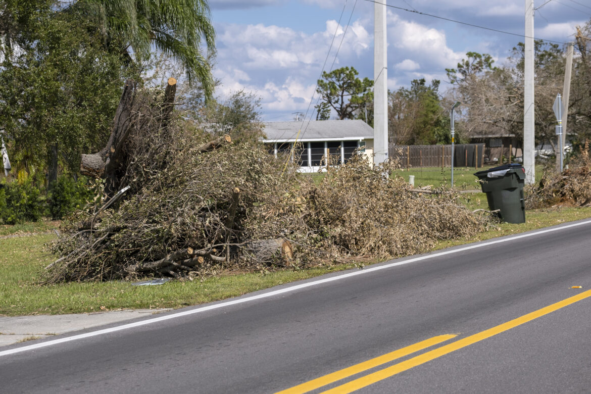 Cut down and fallen trees branches disposed in heaps on street side