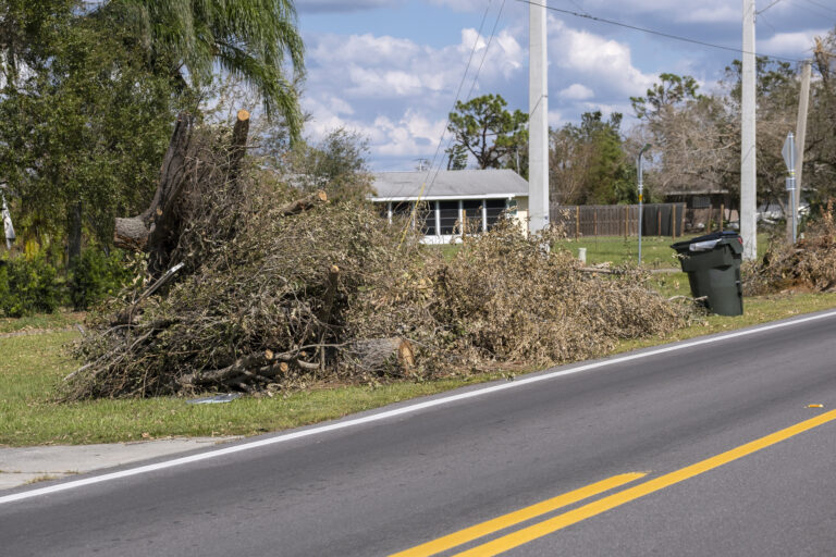Cut down and fallen trees branches disposed in heaps on street side
