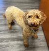 Lost dog found on s. Wood ave, linden police seek owner