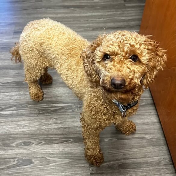 Lost dog found on s. Wood ave, linden police seek owner - photo licensed by shore news network.