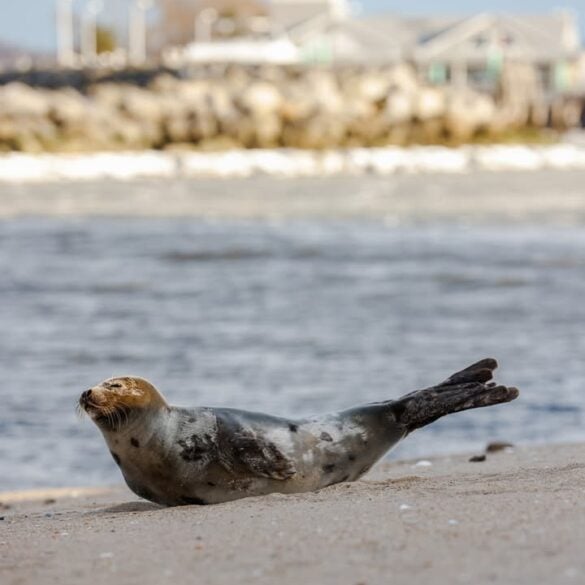 Harp seal photo by michael mckenna