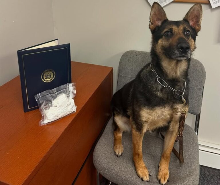 Brooklyn man arrested after police k9 finds cocaine during traffic stop in upstate new york - photo licensed by shore news network.