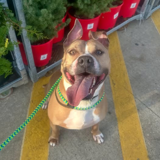 Mozzarella’s Long Wait: Loyal Pup Hopes for a Forever Home After 18 Months