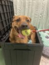 Meet gucci: the ball-loving pup ready for her forever home!