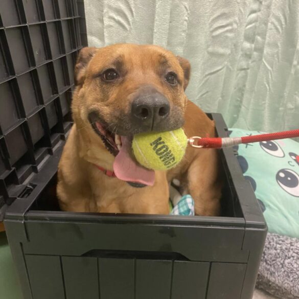 Meet gucci: the ball-loving pup ready for her forever home! - photo licensed by shore news network.