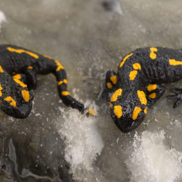 Weird new jersey: salamander migration forces closure of new jersey roads - photo licensed by shore news network.