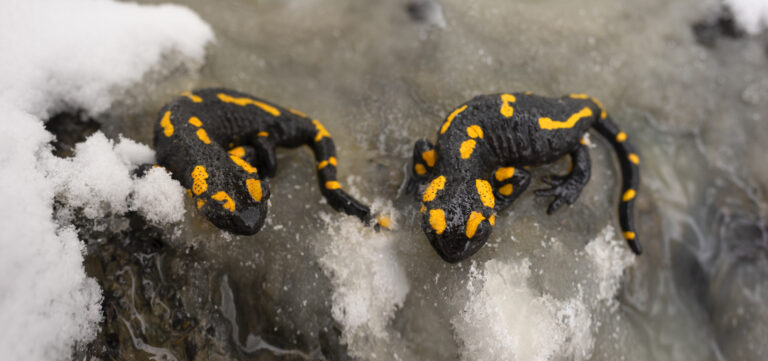 Weird new jersey: salamander migration forces closure of new jersey roads - photo licensed by shore news network.