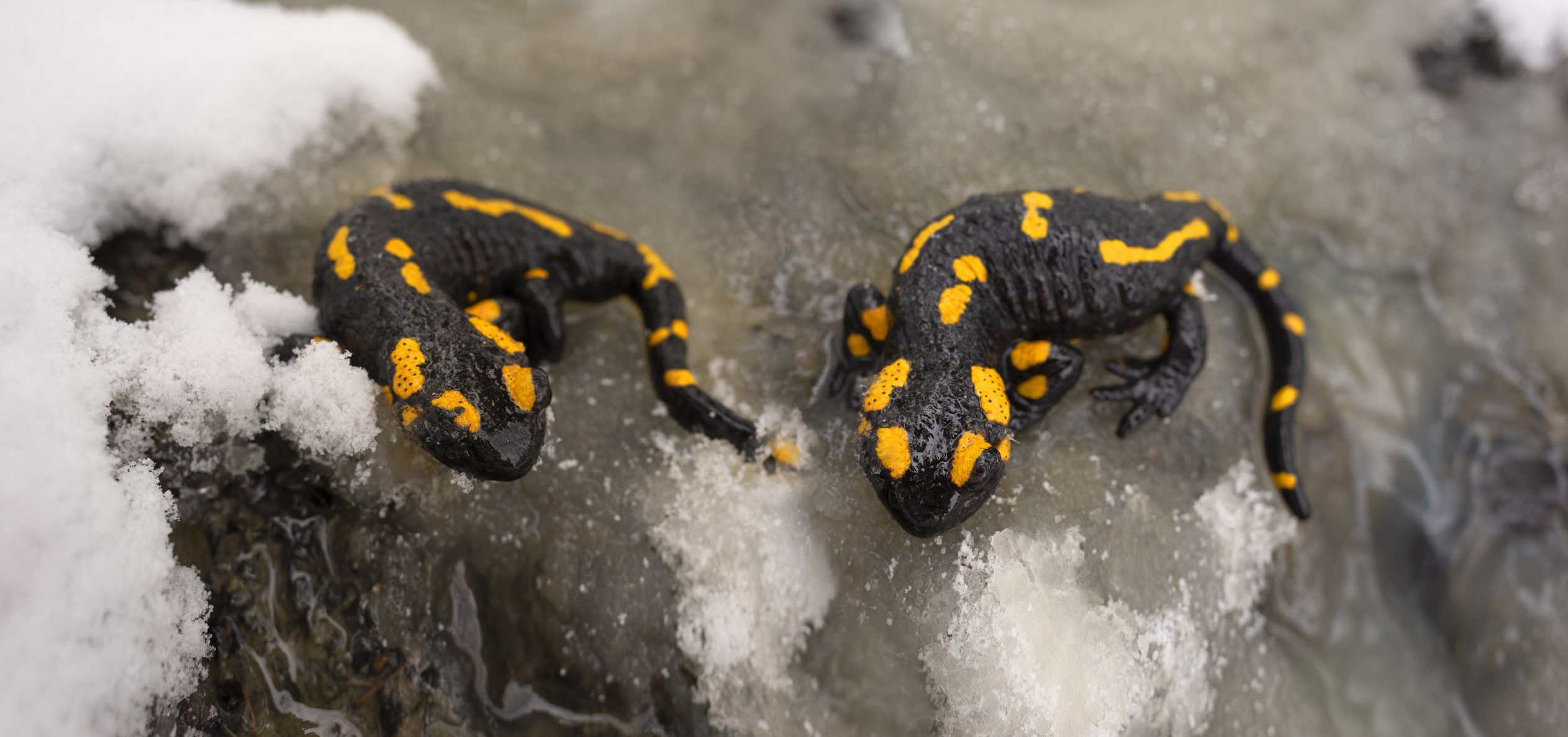 Weird New Jersey: Salamander Migration Forces Closure of New Jersey Roads