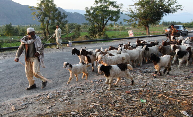 America spent $15 million for taliban condoms, now new jersey congressman wants it all to stop - photo licensed by shore news network.