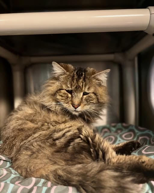 Meet Sven: The Quiet Soul Waiting for a Second Chance
