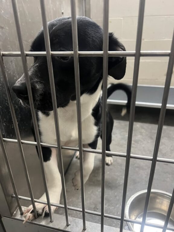 Lost dog found near Noyes and Stark streets in Utica