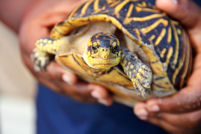 Last chance to register for Marine Science Mondays in Toms River