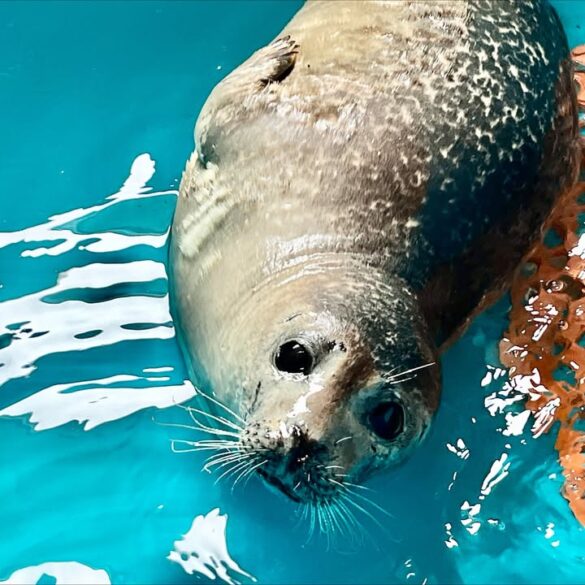 Harbor seal rescued on valentine's day passes away at the jersey shore - photo licensed by shore news network.