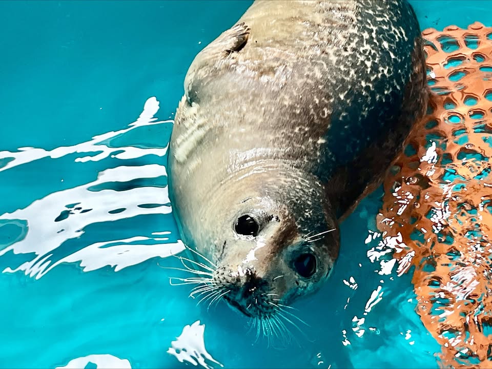 Harbor seal rescued on Valentine's Day Passes Away at the Jersey Shore