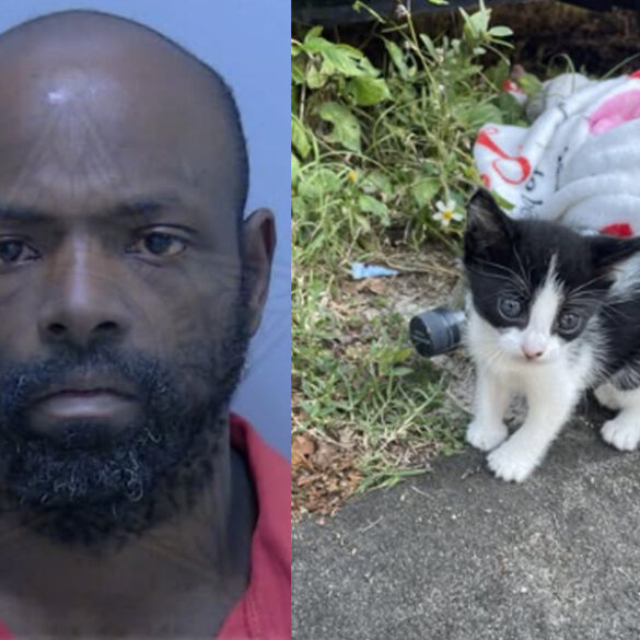 Florida man stole woman's kitten in strong armed robbery on mlk boulevard - photo licensed by shore news network.