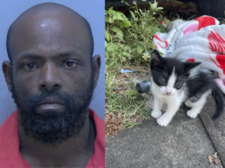 Florida man stole woman's kitten in strong armed robbery on mlk boulevard - photo licensed by shore news network.