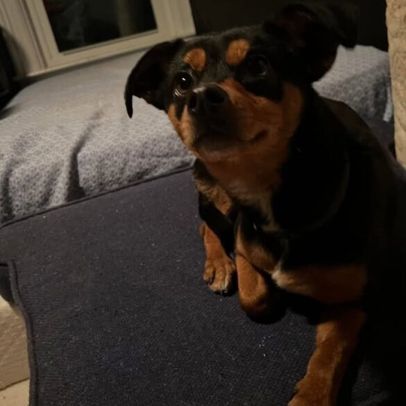 Lost miniature pinscher mix found roaming blandina street in utica - photo licensed by shore news network.