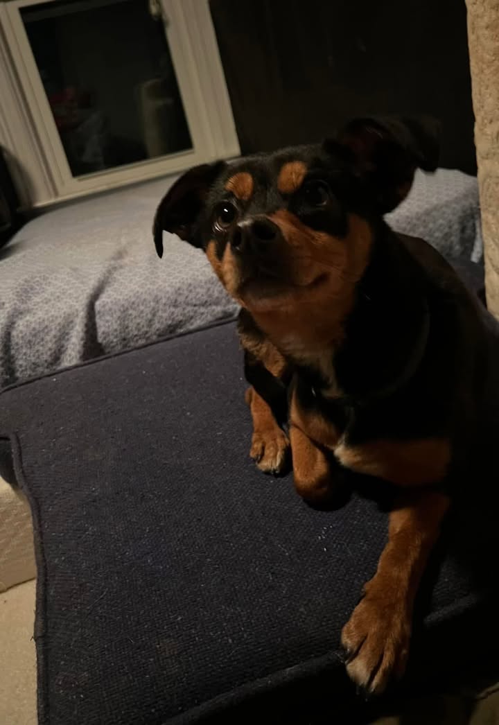 Lost Miniature Pinscher mix found roaming Blandina Street in Utica
